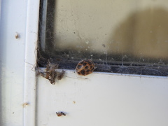 Epilachna paenulata
