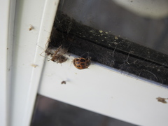 Epilachna paenulata