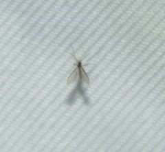 Phlebotominae