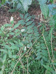 Dalbergia frutescens