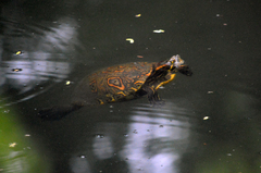 Trachemys venusta cataspila