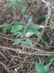 Campomanesia guaviroba