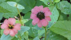 Zinnia peruviana