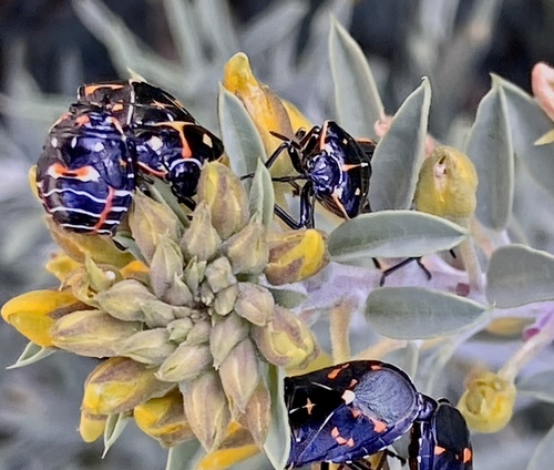 iNaturalist observation photo of Harlequin Bug