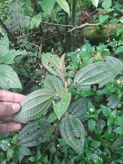 Miconia australis