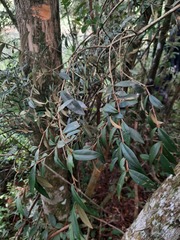 Myrceugenia euosma