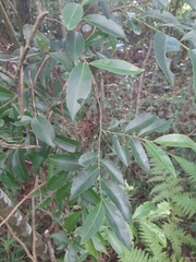 Maytenus evonymoides