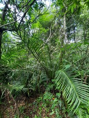 Neoblechnum brasiliense