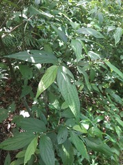 Piper gaudichaudianum