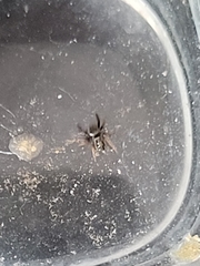 Paraphidippus aurantius