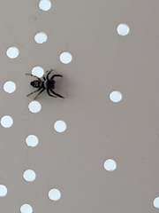 Paraphidippus aurantius