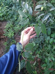 Valeriana scandens