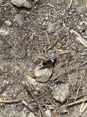 Trichodezia albovittata