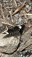 Trichodezia albovittata