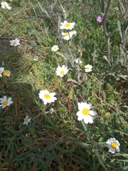 Anthemis chia