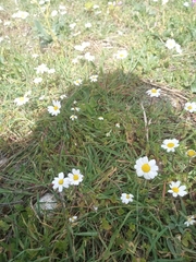 Anthemis chia