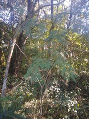 Anadenanthera colubrina