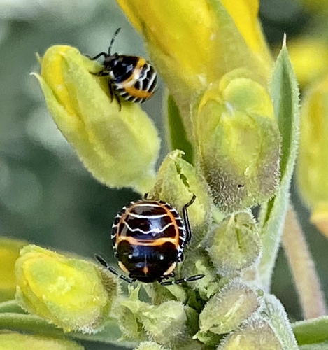 iNaturalist observation photo of Harlequin Bug