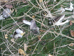 Tricholoma virgatum