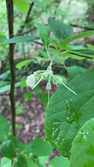 Styrax americanus
