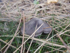 Tricholoma virgatum