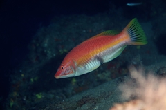 Bodianus scrofa