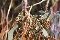 Eucalyptus albens