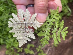 Pentagramma rebmanii