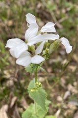 Lunaria
