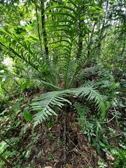Neoblechnum brasiliense