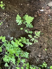 Pentagramma rebmanii