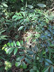 Maytenus evonymoides