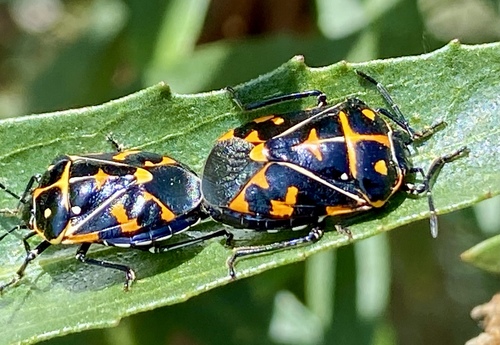 iNaturalist observation photo of Harlequin Bug