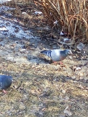 Columba livia