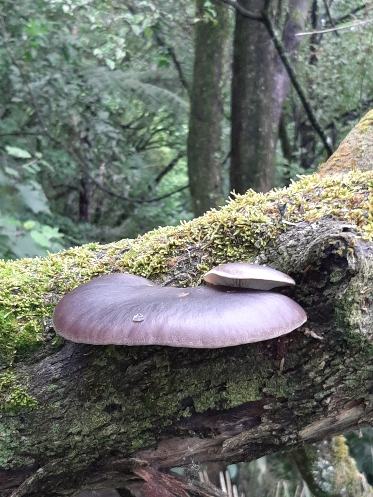 Brown Oyster Mushroom from Waikato 2121, New Zealand on April 15, 2021