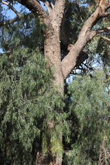 Eucalyptus albens