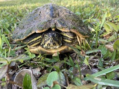 Trachemys scripta image