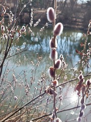 Salix gracilistyla