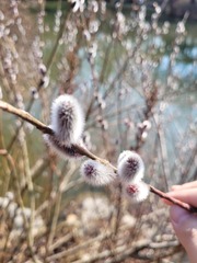 Salix gracilistyla