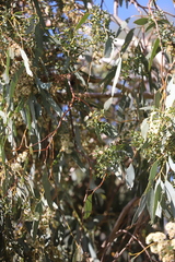 Eucalyptus albens