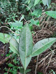Eugenia platysema