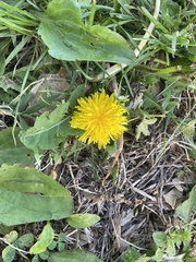 Taraxacum