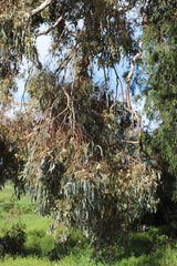 Eucalyptus albens