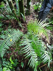 Neoblechnum brasiliense