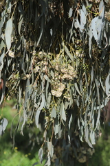 Eucalyptus albens