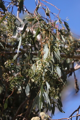 Eucalyptus albens