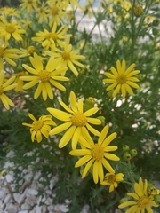 Senecio vernalis