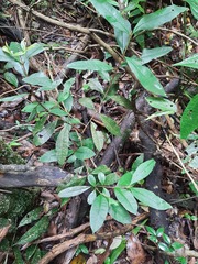 Eugenia platysema