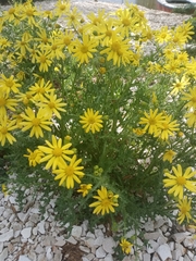 Senecio vernalis