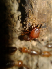 Syntermes molestus